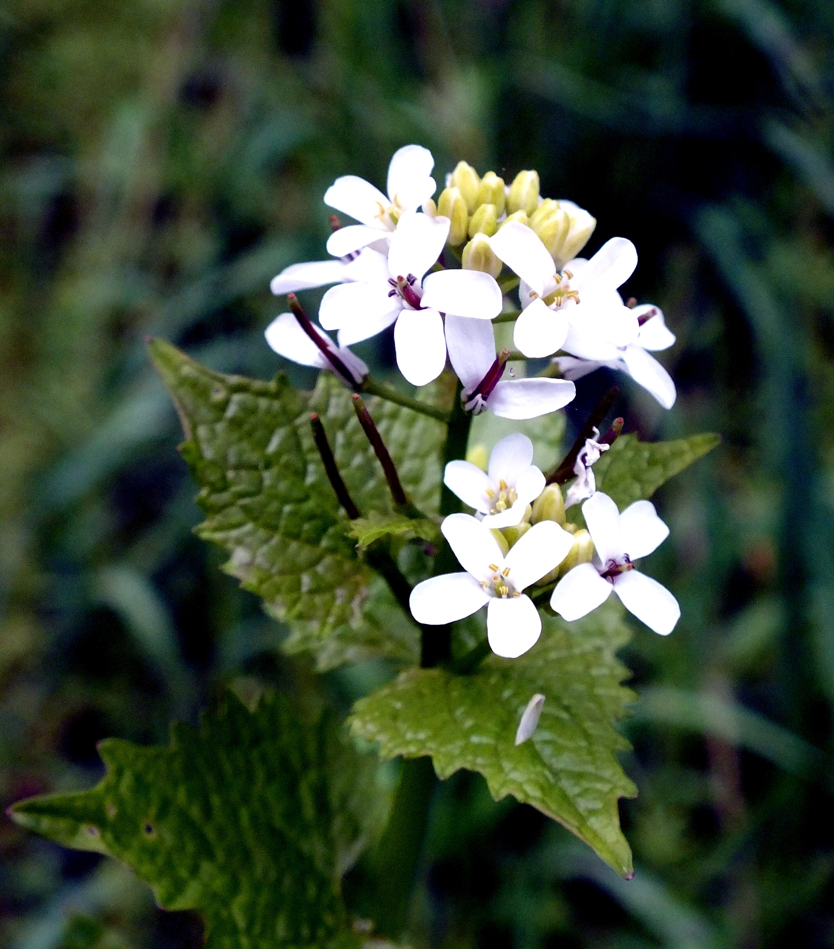  HEDGE GARLIC Bill Bagley Photography